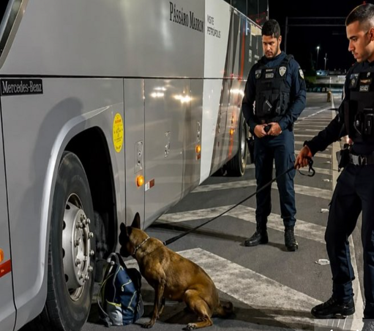 Cadela ajuda a apreender drogas em ônibus na Rodovia dos Tamoios