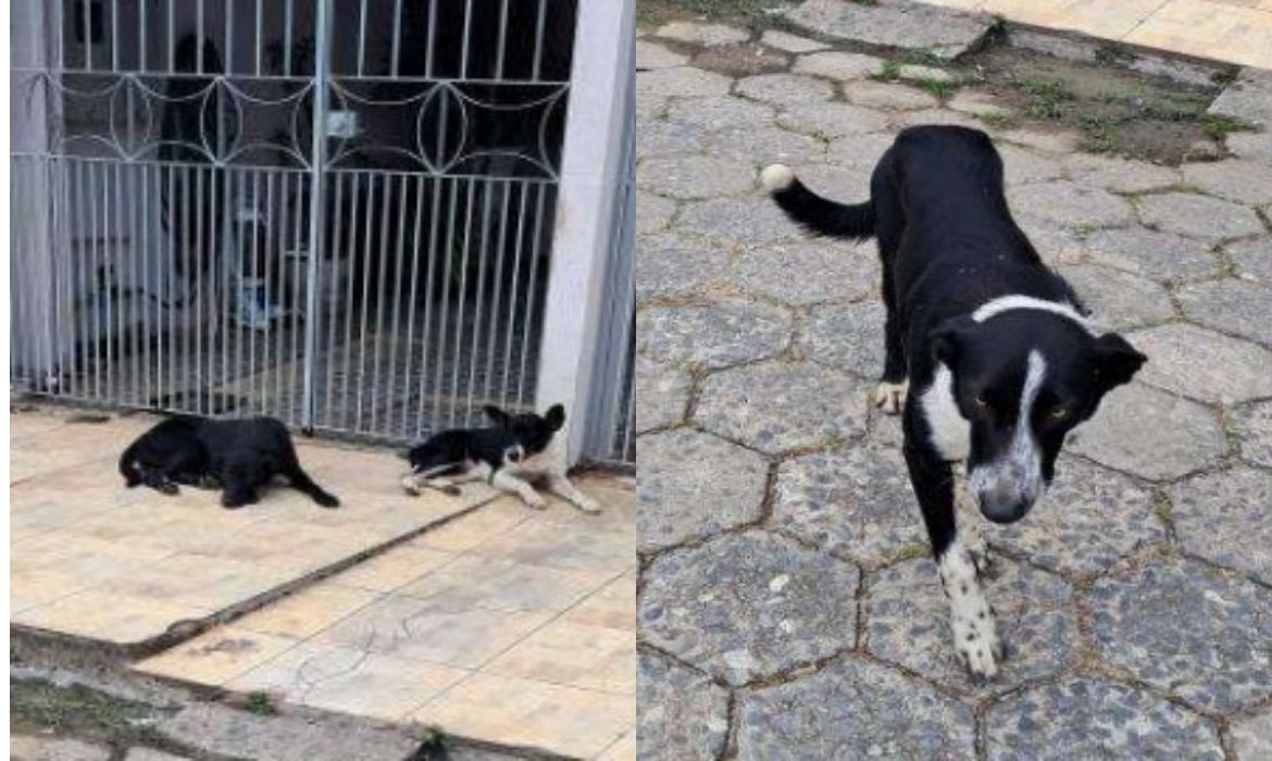 denúncia de maus-tratos animais em tres cachorros em Aparecida
