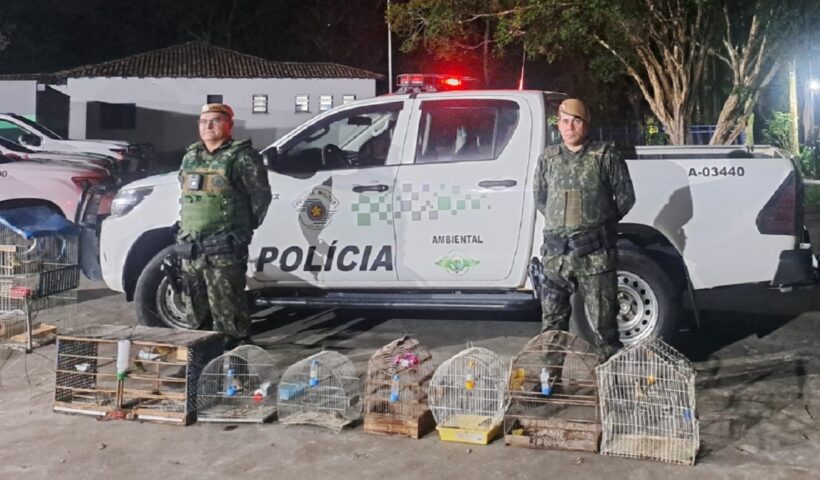 agentes da polícia militar ambiental restagando aves silvestres presas em cativeiro em sjc