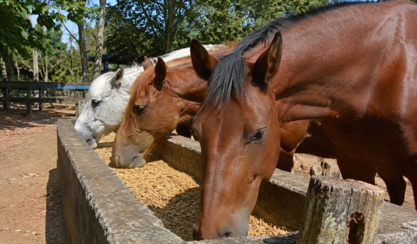 cavalos se alimentando em Haras