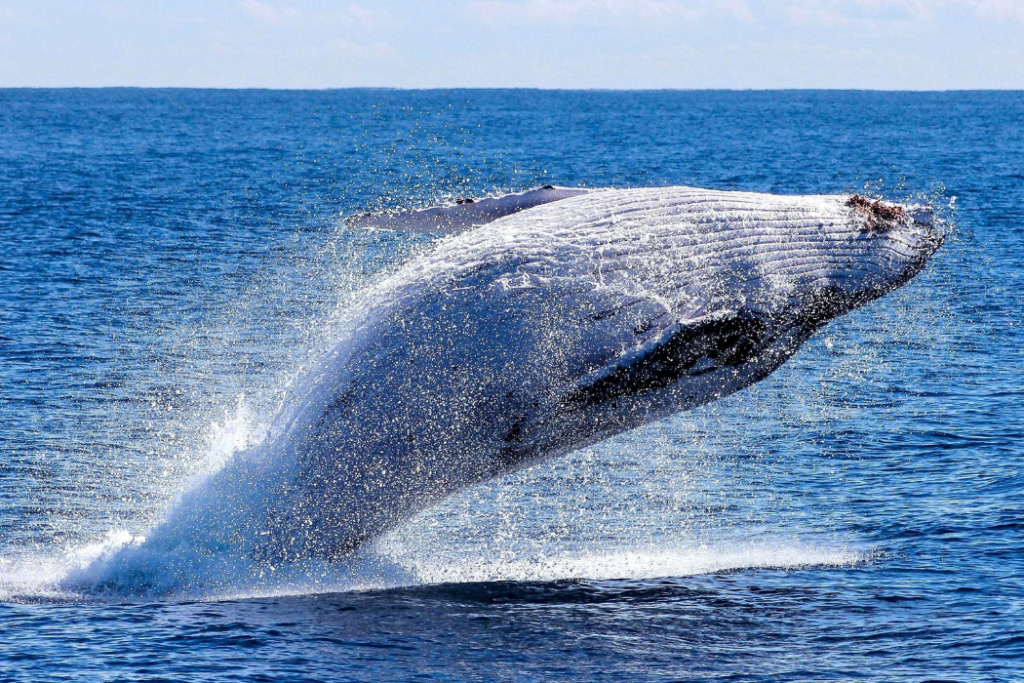 Baleia jubarte sendo avistada pulando no mar