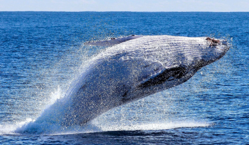 Baleia jubarte sendo avistada pulando no mar