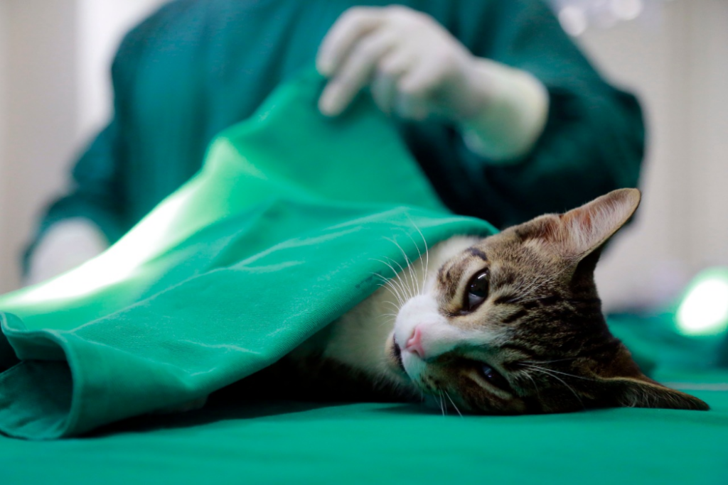 O programa Castra Mais SP realiza castrações gratuitas de cães e gatos em Taubaté entre os dias 27 e 29 de maio.