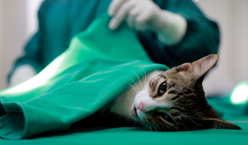 Taubaté recebe o programa Castra Mais SP para castração gratuita de cães e gatos entre os dias 27 e 29 de maio.