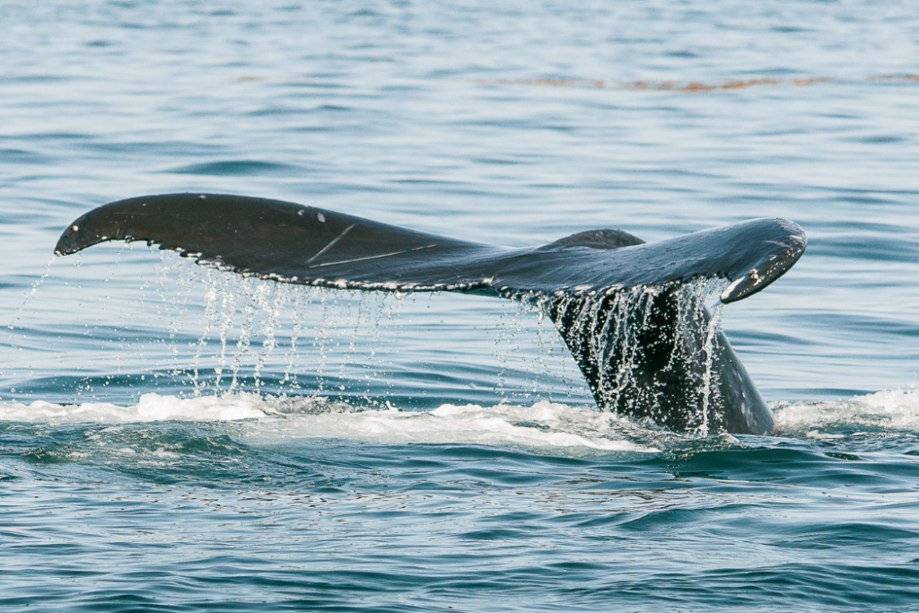Barbatana de baleia jubarte em avistamento no mar