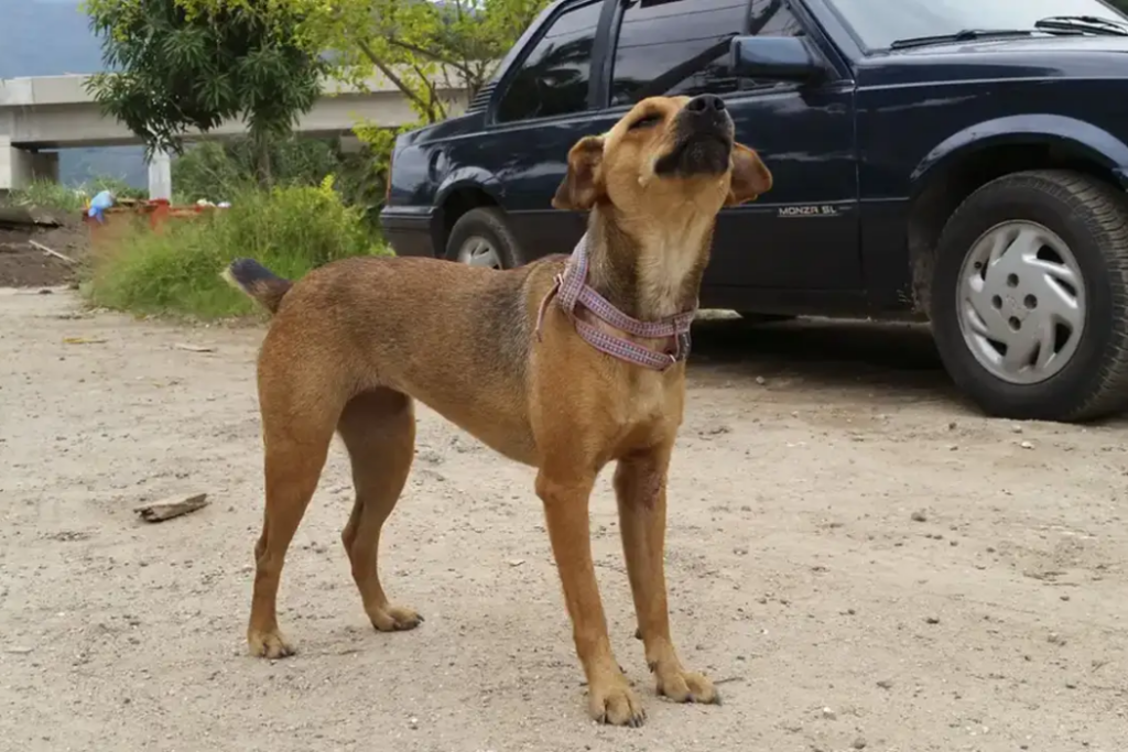 Governo de São Paulo amplia multas para maus-tratos, abandono e crueldade contra animais. Penalidades podem chegar a R$ 50 mil por animal.