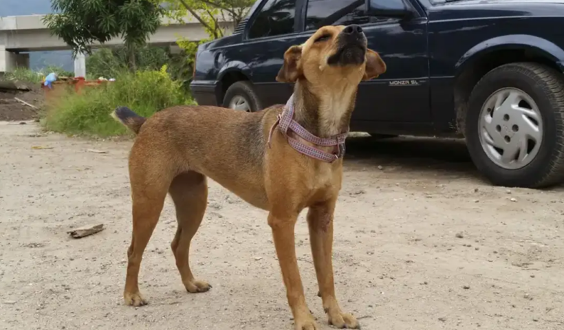 Governo de São Paulo amplia multas para maus-tratos, abandono e crueldade contra animais. Penalidades podem chegar a R$ 50 mil por animal.