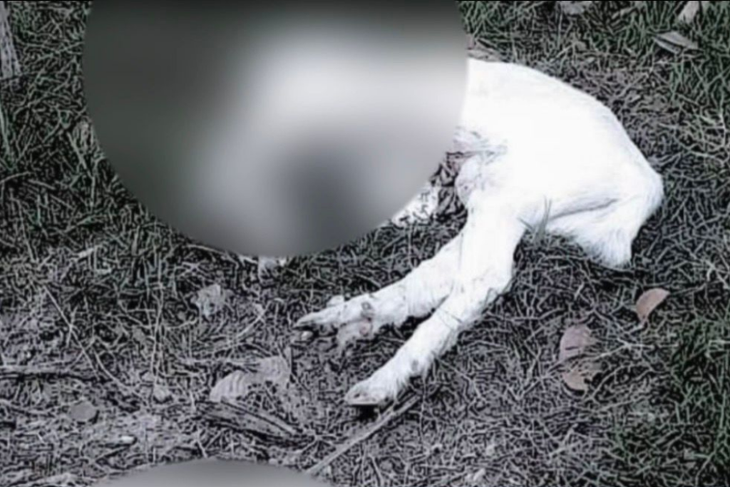 A Polícia Civil investiga um caso de maus-tratos a animais no bairro Cidade Jardim, em Caraguatatuba, no litoral norte paulista