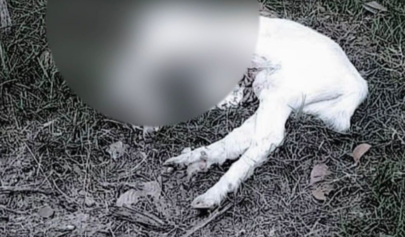 Polícia investiga animais mortos em caso envolvendo ritual religioso em Caraguatatuba