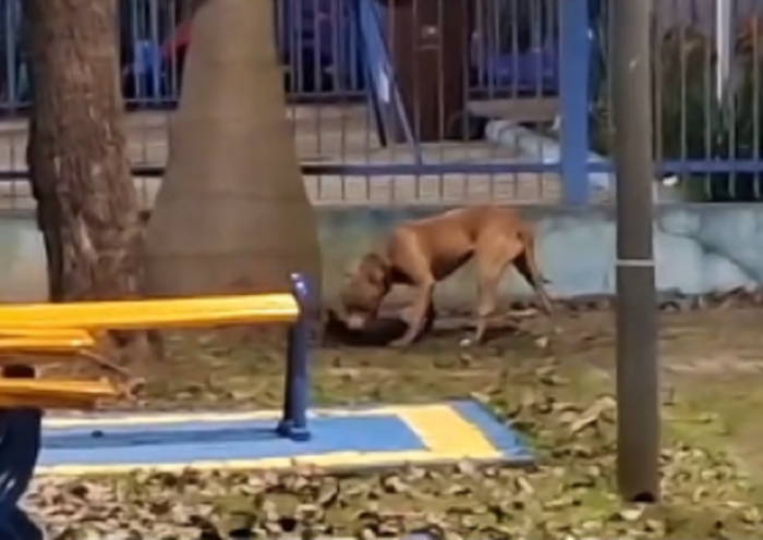 VÍDEO Pitbull mata outro cachorro em praça de São José dos Campos