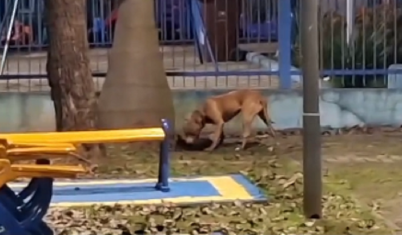 VÍDEO Pitbull mata outro cachorro em praça de São José dos Campos