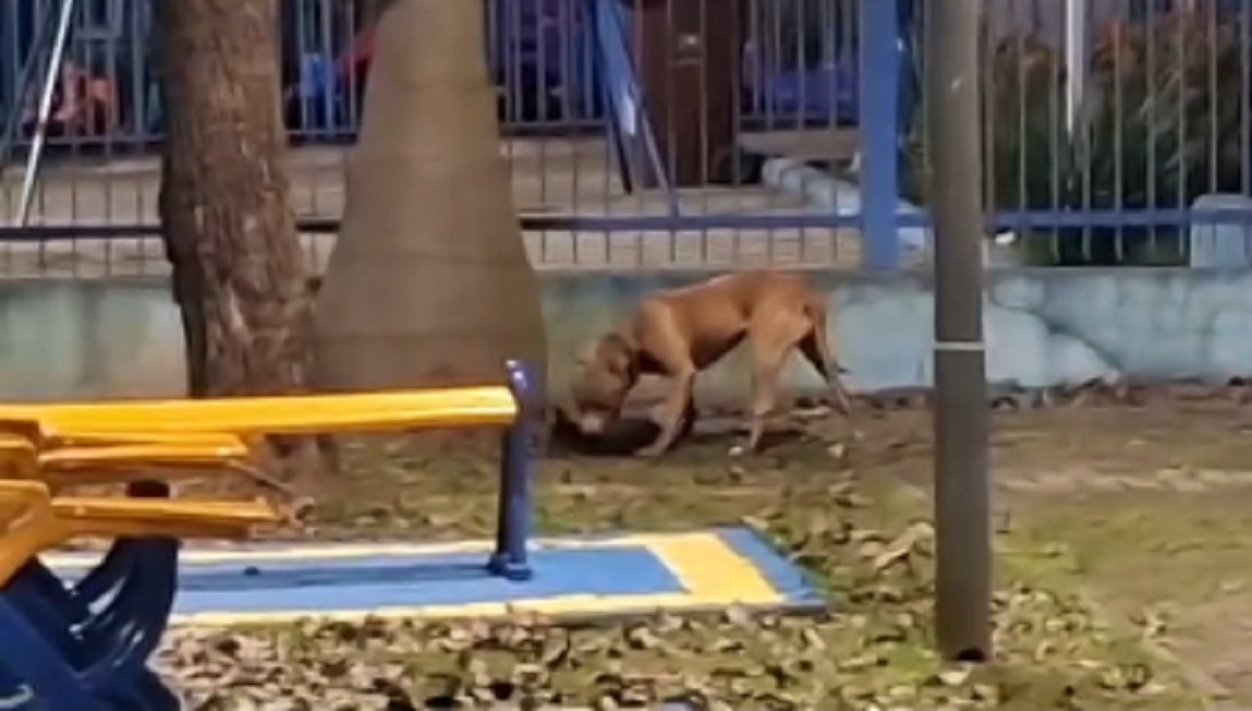 VÍDEO Pitbull mata outro cachorro em praça de São José dos Campos