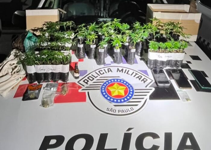 Polícia apreende 55 mudas de maconha em São José dos Campos