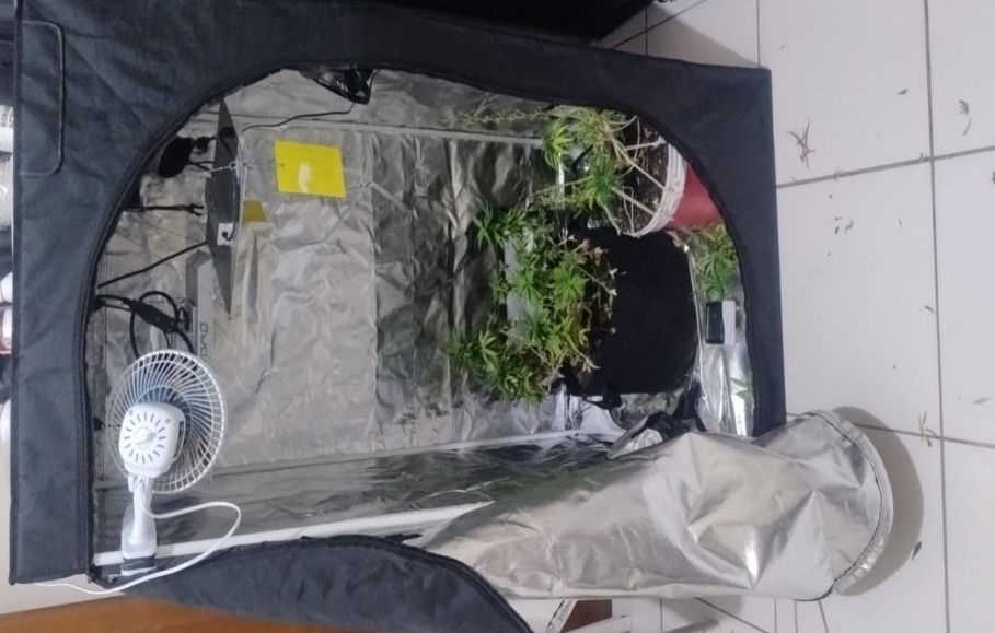 estufa de maconha encontrada em casa de Potim