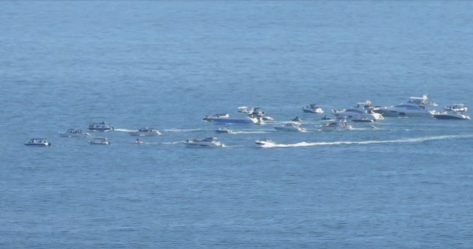Pesquisadores reforçam alerta para turismo predatório de baleias no Litoral Norte de SP