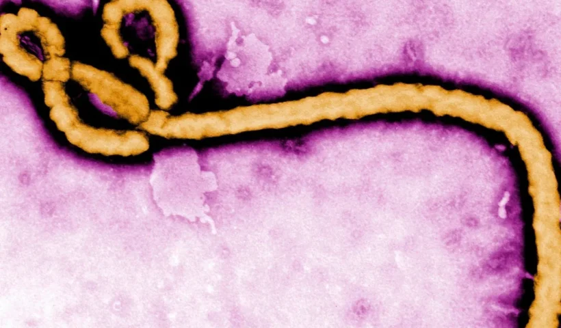 Ebola. Foto: Divulgação