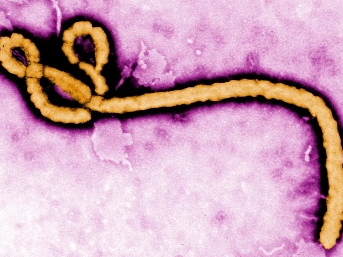 Ebola