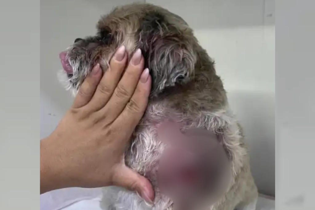Mulher fica ferida ao tentar proteger um shih-tzu de ataque de bull terrier no Jardim das Indústrias, em São José dos Campos.