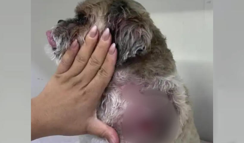 Mulher fica ferida ao tentar proteger um shih-tzu de ataque de bull terrier no Jardim das Indústrias, em São José dos Campos.