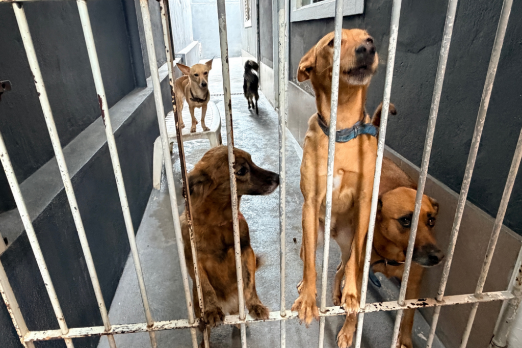São José dos Campos abriu mil vagas para castração gratuita e microchipagem de cães e gatos pelo programa Meu Pet Feliz.
