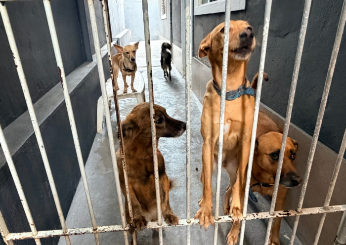 São José dos Campos abriu mil vagas para castração gratuita e microchipagem de cães e gatos pelo programa Meu Pet Feliz.