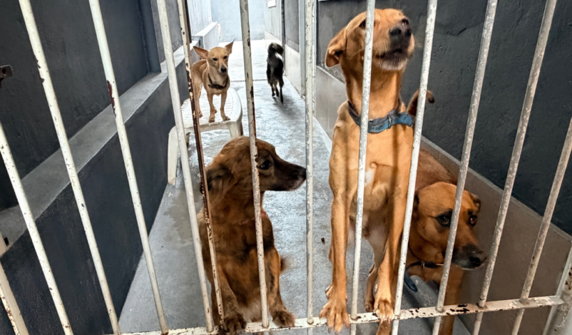 São José dos Campos abriu mil vagas para castração gratuita e microchipagem de cães e gatos pelo programa Meu Pet Feliz.
