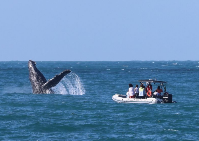 Deputados cobram do Ibama reforço na fiscalização após baleia-jubarte ser cercada por mais de 40 barcos em Ilhabela.