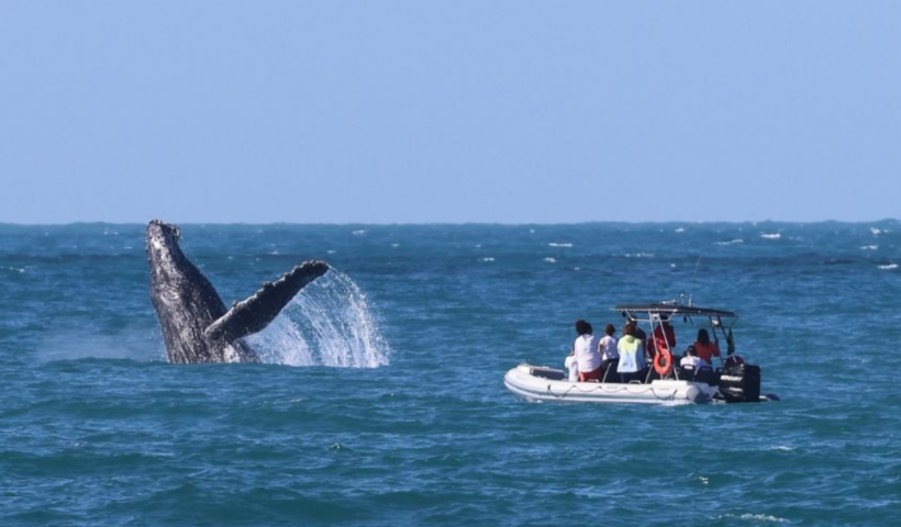 Deputados cobram do Ibama reforço na fiscalização após baleia-jubarte ser cercada por mais de 40 barcos em Ilhabela.