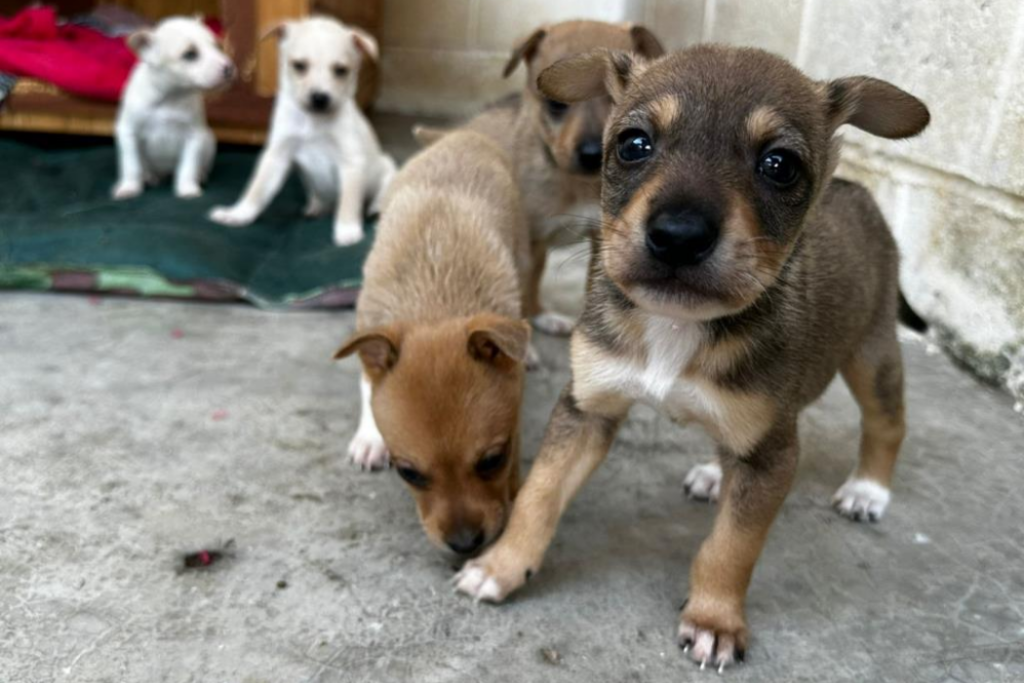 Prefeitura de Taubaté lança o Portal TaubaPet, plataforma que reúne cães e gatos do CCZ e facilita a adoção responsável no município.