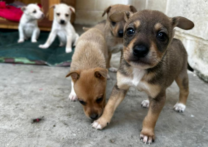 Prefeitura de Taubaté lança o Portal TaubaPet, plataforma que reúne cães e gatos do CCZ e facilita a adoção responsável no município.
