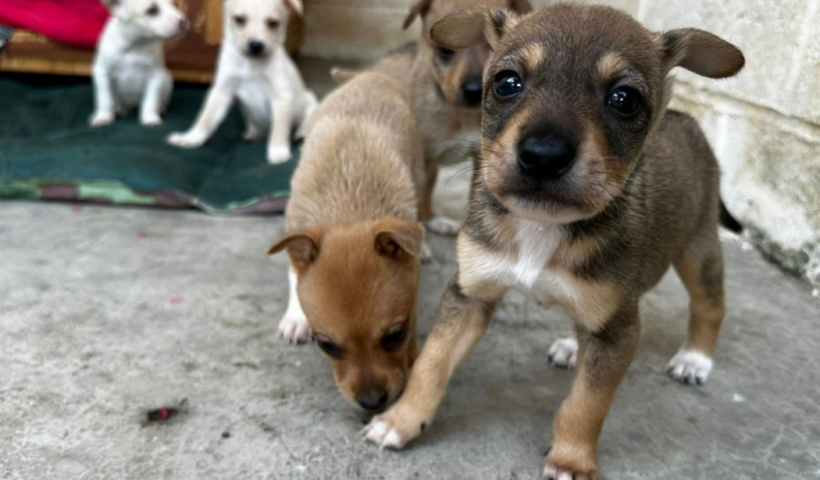 Prefeitura de Taubaté lança o Portal TaubaPet, plataforma que reúne cães e gatos do CCZ e facilita a adoção responsável no município.
