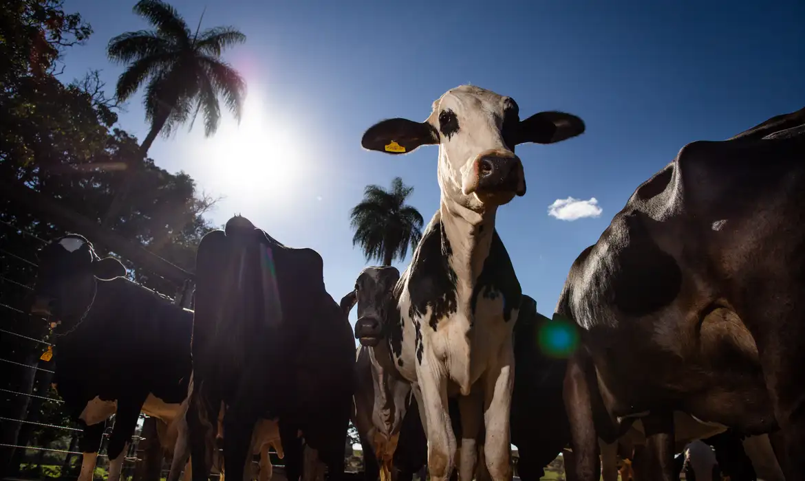 Veto a importação de carnes vinda do Brasil
