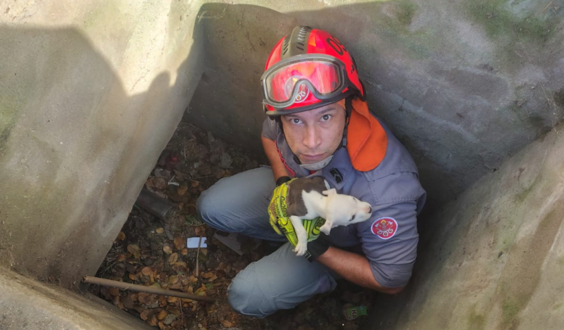 Filhote de cachorro resgatado em bueiro de Caraguatatuba