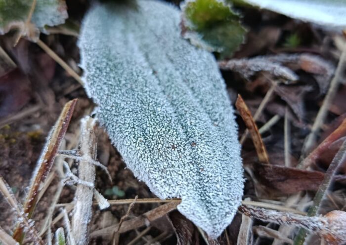 Campos do Jordão registra menor temperatura de SP nesta quinta (9)