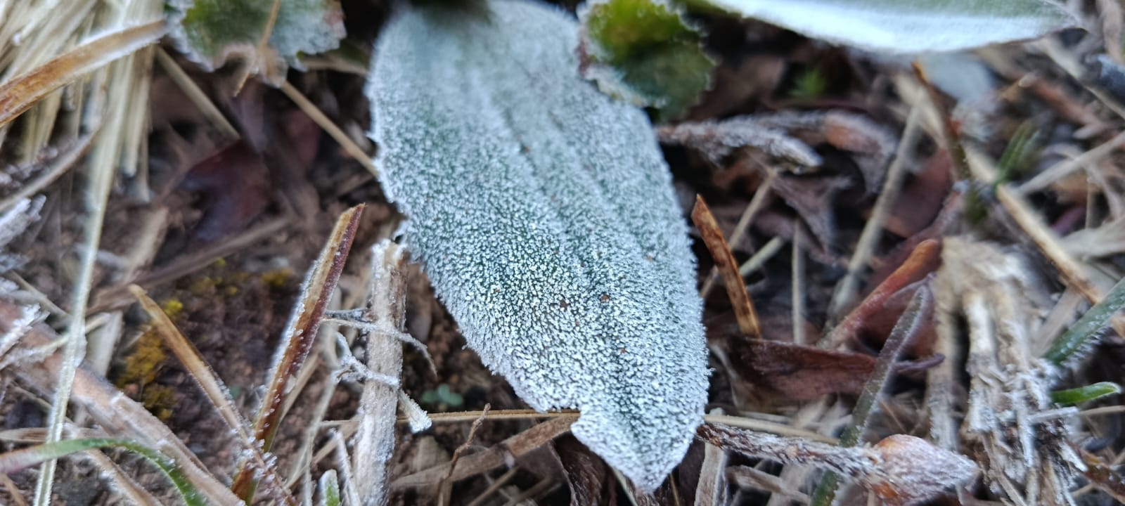 Campos do Jordão registra menor temperatura de SP nesta quinta (9)
