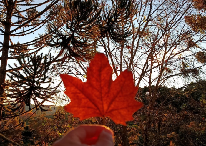 Inverno em Campos do Jordão