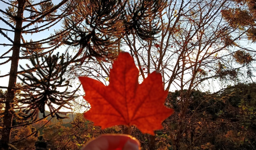 Inverno em Campos do Jordão
