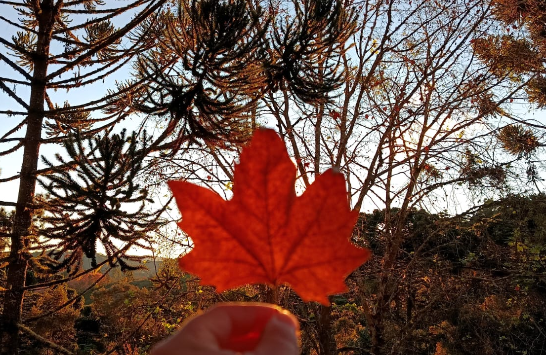 Inverno em Campos do Jordão