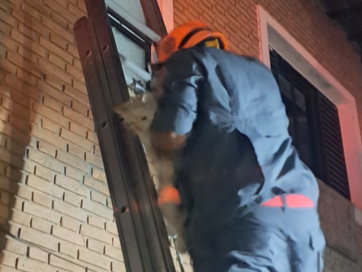 Segundo os Bombeiros, a gata estava sobre o telhado de uma residência, a aproximadamente sete metros de altura.