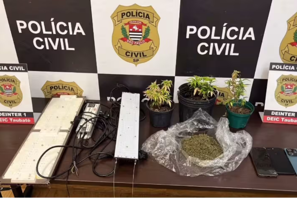 Polícia Civil prendeu três pessoas em Taubaté durante operação da Deic contra o tráfico de drogas e desmantelou estufa de maconha em chácara.