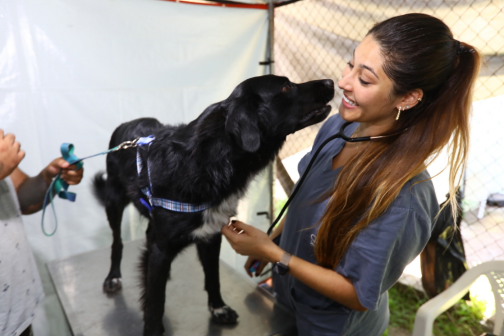 A Prefeitura de São José dos Campos abriu mil vagas para castração e microchipagem gratuita de cães e gatos pelo programa Meu Pet Feliz.