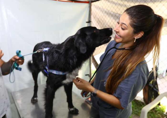 A Prefeitura de São José dos Campos abriu mil vagas para castração e microchipagem gratuita de cães e gatos pelo programa Meu Pet Feliz.