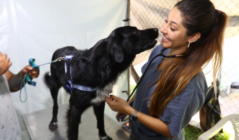 A Prefeitura de São José dos Campos abriu mil vagas para castração e microchipagem gratuita de cães e gatos pelo programa Meu Pet Feliz.