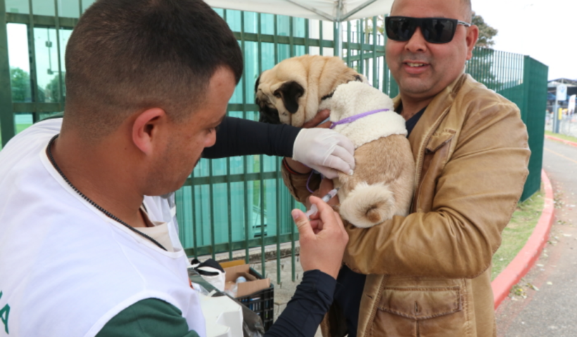 Jacareí abre agendamento para vacinação antirrábica de cães e gatos em julho. Tutores podem escolher data e local pelo aplicativo Fast Cidadão.
