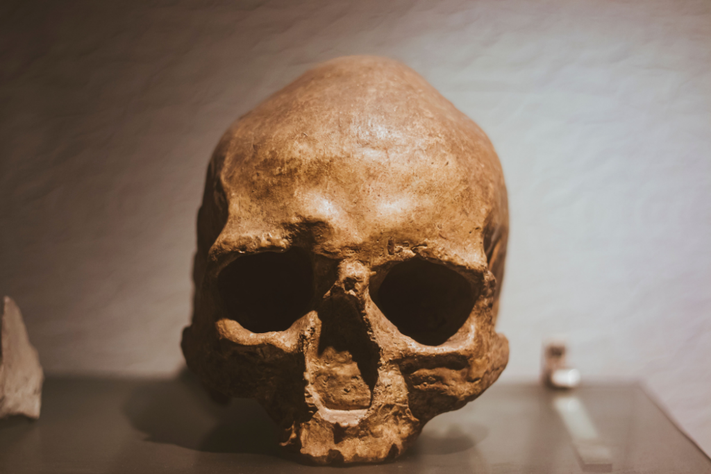 Museu de História Natural de Taubaté recebe a exposição "Invasão Hominínia", com réplicas de fósseis e do esqueleto de Lucy