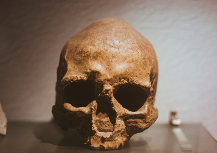 Museu de História Natural de Taubaté recebe a exposição "Invasão Hominínia", com réplicas de fósseis e do esqueleto de Lucy