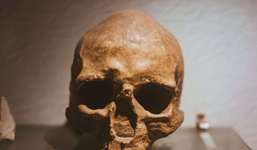 Museu de História Natural de Taubaté recebe a exposição "Invasão Hominínia", com réplicas de fósseis e do esqueleto de Lucy