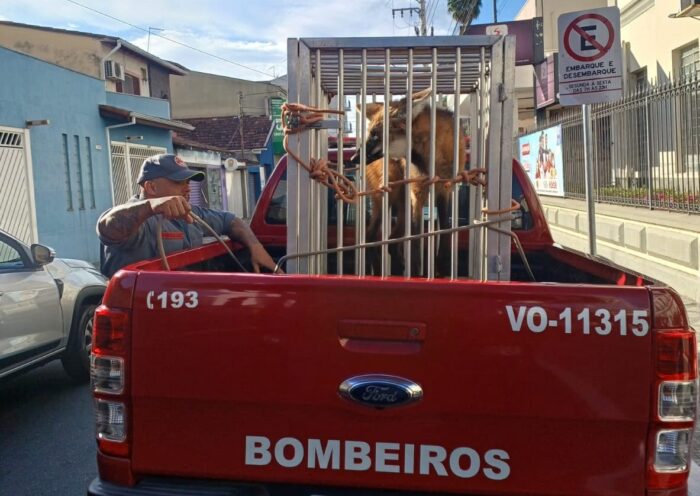 O lobo-guará foi encaminhado ao Policiamento Ambiental, que ficará responsável pelos procedimentos de avaliação e destinação adequada do animal.
