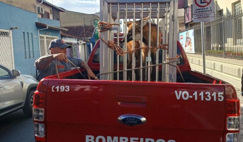 O lobo-guará foi encaminhado ao Policiamento Ambiental, que ficará responsável pelos procedimentos de avaliação e destinação adequada do animal.