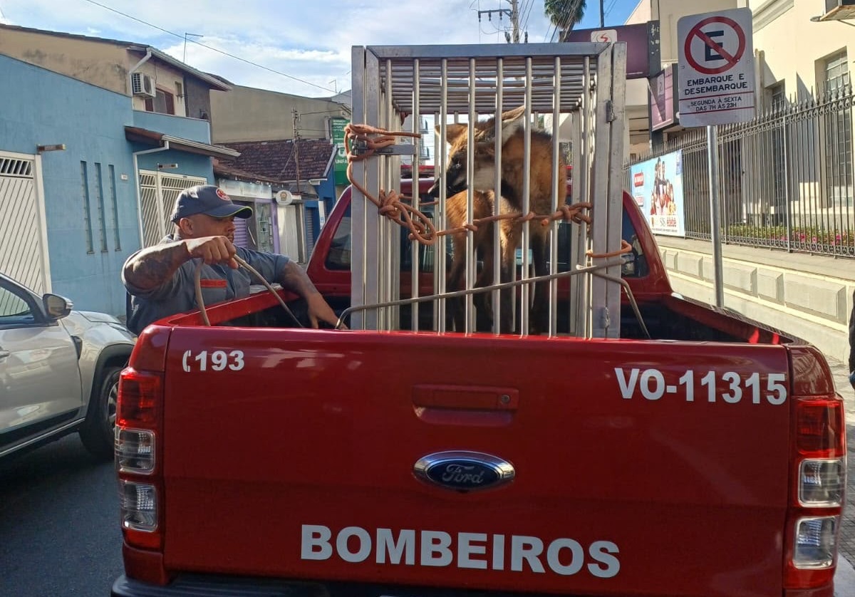 O lobo-guará foi encaminhado ao Policiamento Ambiental, que ficará responsável pelos procedimentos de avaliação e destinação adequada do animal.
